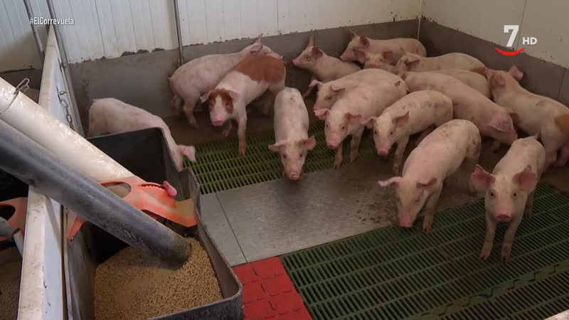 El Correvuela T3/E10: Animales de trabajo y cerdos blancos 