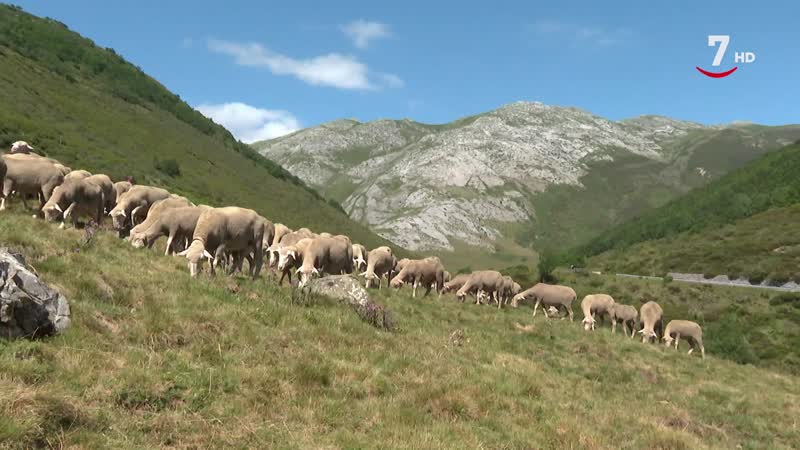 El Correvuela T3/E5: La trashumancia de ganado ovino y a la raza de perros alaskas malamutes