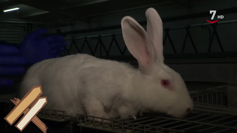 El Correvuela T3/E21: Conejos y Cabras