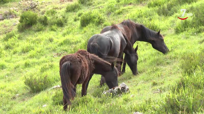 El Correvuela T3/E6: El caballo losino, las palomas mensajeras y otras aves silvestres que habitan el Campo Grande de Valladolid