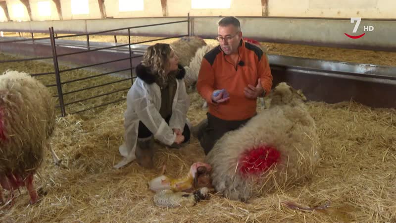 El Correvuela T3/E25: Clínica veterinaria San Agustín y Granja de Ovino AGM