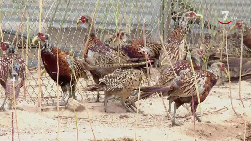 El Correvuela T3/E19: Perro braco alemán, faisanes y pesca en Ricobayo