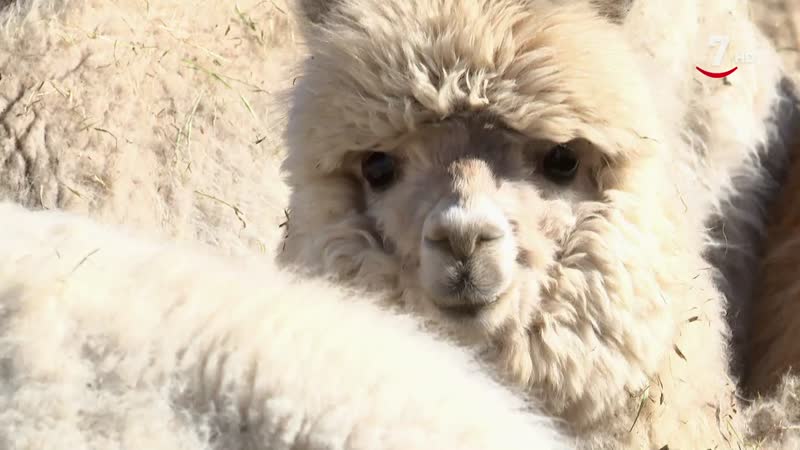 El Correvuela T3/ E15:  Animales exóticos: su cría y sus criadores