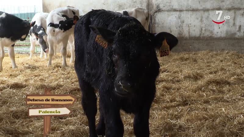 El Correvuela T3/E14: Vacas de leche  y fisioterapia animal a domicilio