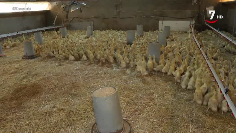 El Correvuela T3/E29: Diferentes tipos de avicultura (Gallinas ponedoras, pollos, aves autóctonas y patos) 