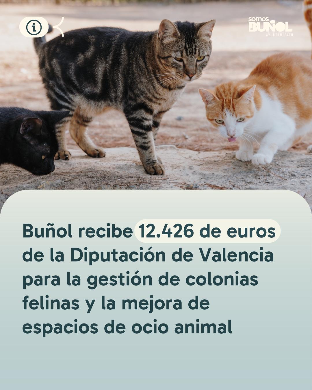 El Ayuntamiento de Buñol ha recibido una subvención de 12.426,55 € de la Diputación para seguir avanzando en materia de bienestar animal