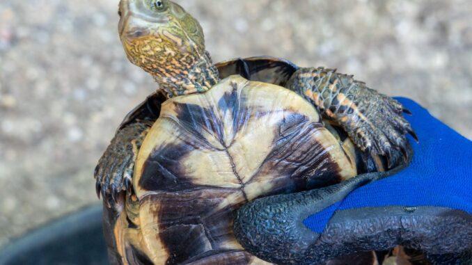 El Proyecto Emys localiza seis tortugas autóctonas en el río Suc a su paso por Siete Aguas