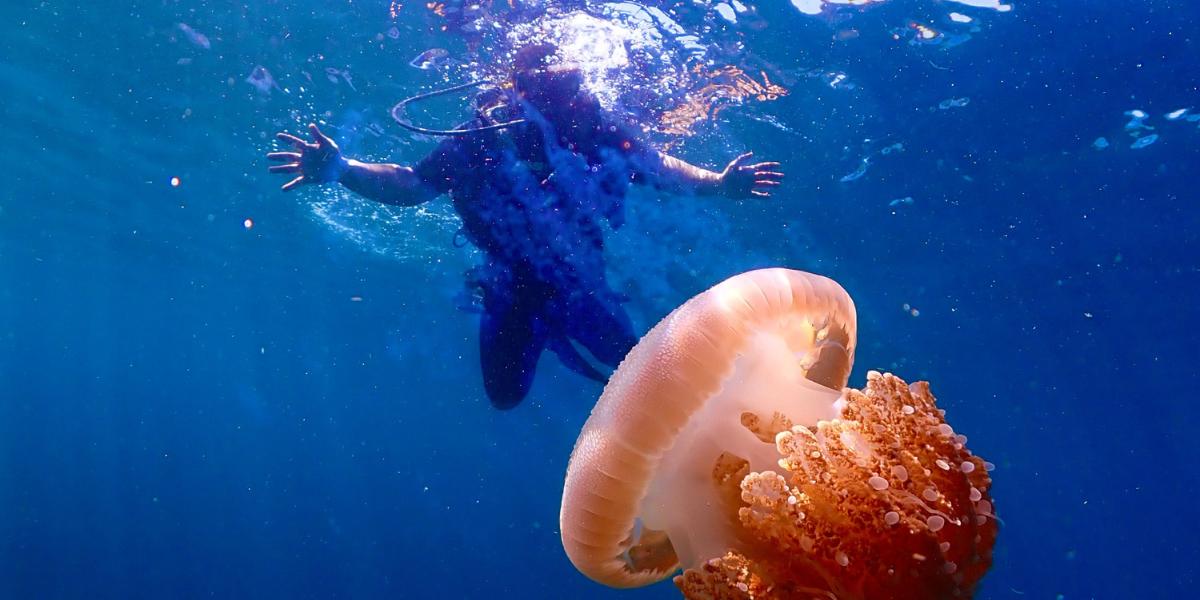 Pediatras del Departamento de Salud de Manises explican cómo actuar ante una picadura de medusa