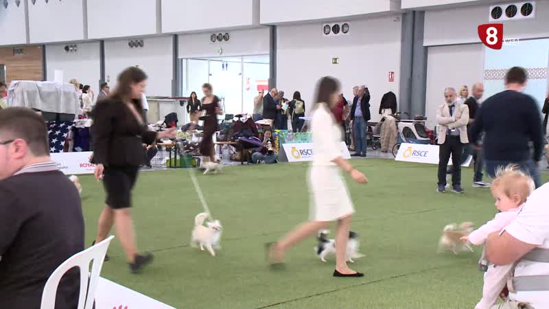 Valladolid ha reunido más de 6.000 perros de 300 razas en una de las mayores exposiciones caninas de Europa