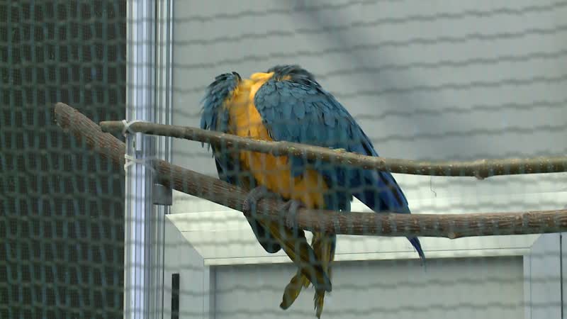 Las mascotas llenan la Feria de Valladolid en la 19ª edición de Fimascota