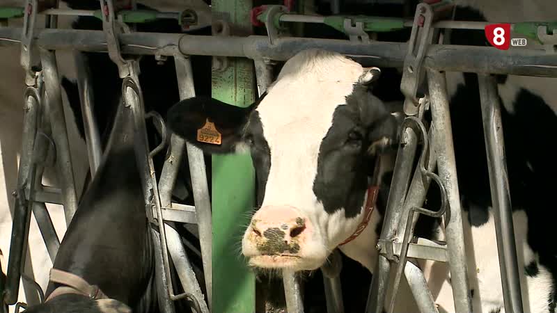 Los ganaderos de leche indignados con la bajada de precios impuesta por las distribuidoras