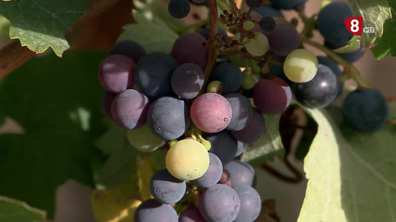 La importancia de la prevención para evitar el mildiu