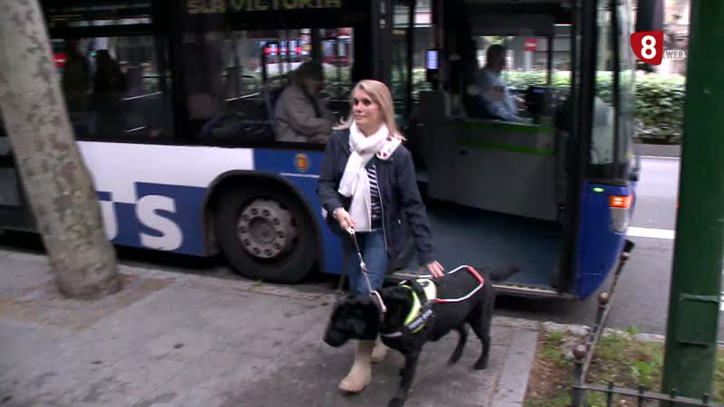  Los perros guías: más que una mascota