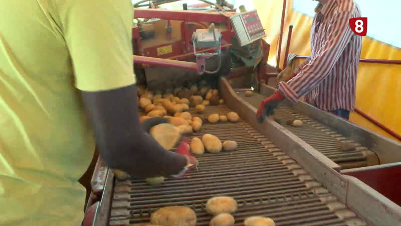 Producir un kilo de patata en la región tiene un coste mínimo de 18 o 20 céntimos