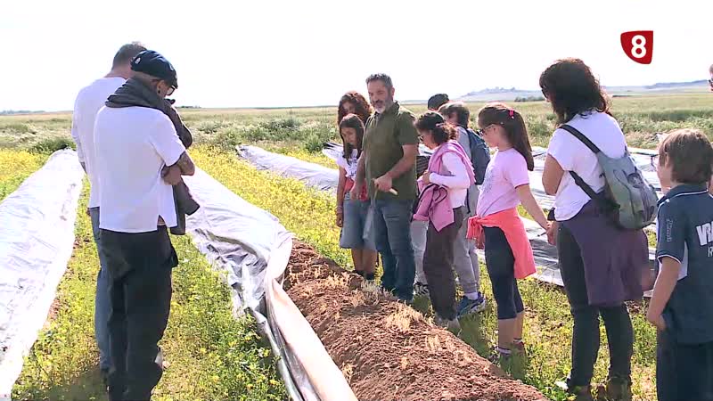 Tudela de Duero invita a conocer de cerca el proceso de cultivo de los espárragos