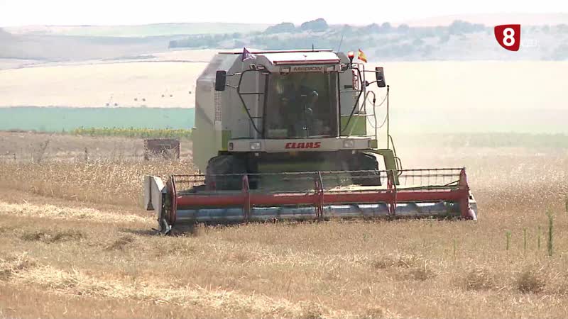 Previsiones nefastas para la cosecha de cereal en Valladolid