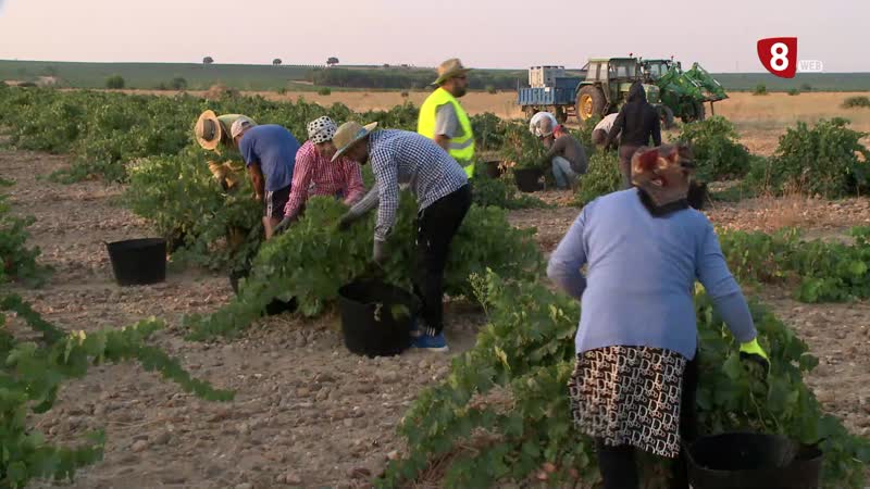 Arranca la vendimia en la Denominación de Origen Rueda