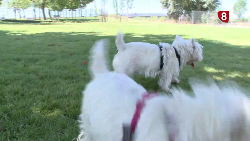 La nueva app para mascotas: PetFirst llega a Valladolid