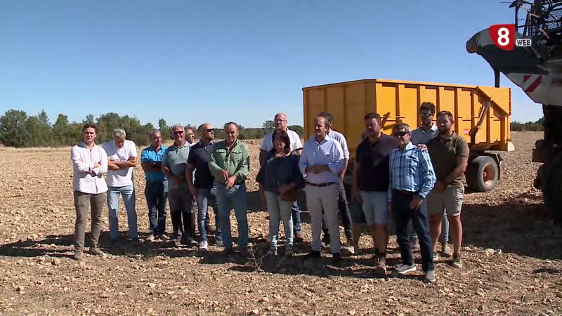 Cuánto cuesta producir un kilo de uva en la D.O. Ribera de Duero