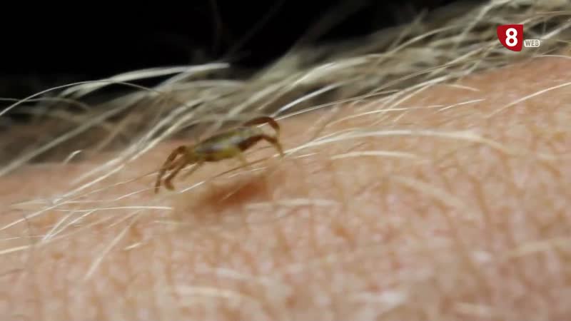 Las garrapatas siguen siendo un problema pero no sólo en animales