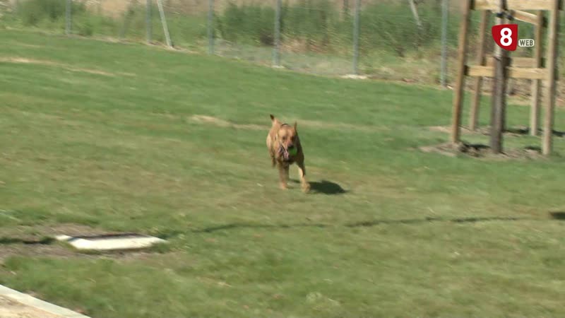 Arroyo de la Encomienda inaugura un nuevo parque canino de más de 8.000 metros cuadrados
