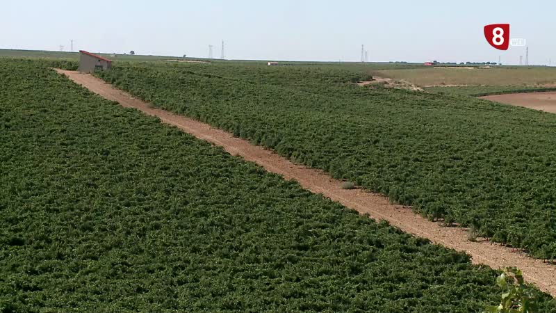 Sanciones para quienes compren por debajo del precio de producción