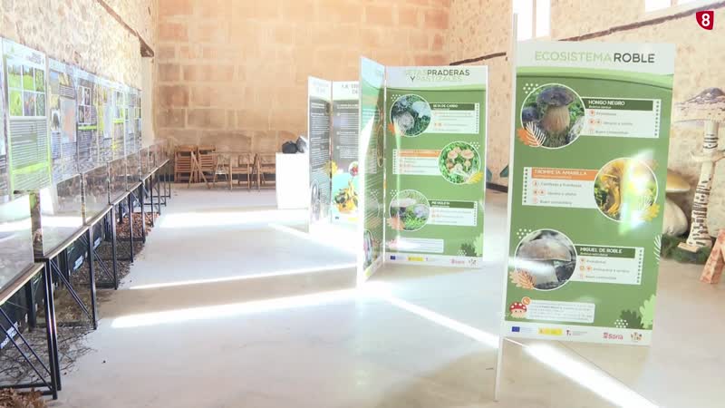 Exposición y talleres micológicos en el Trinquete