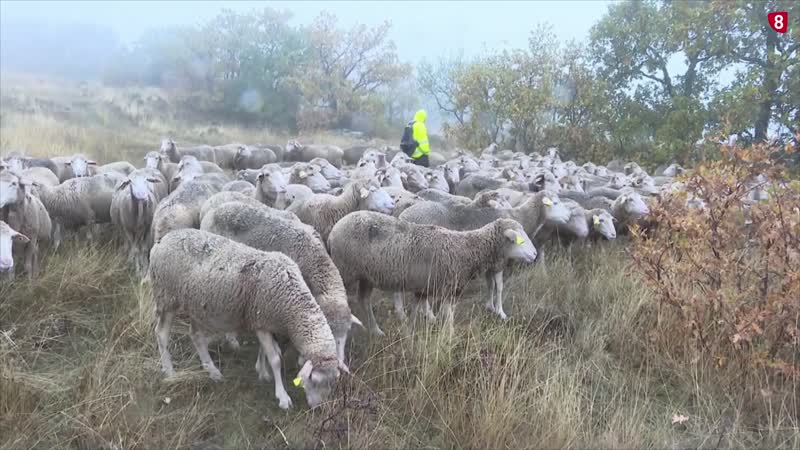 Tierras Altas vuelve a rendir homenaje a los pastores trashumantes
