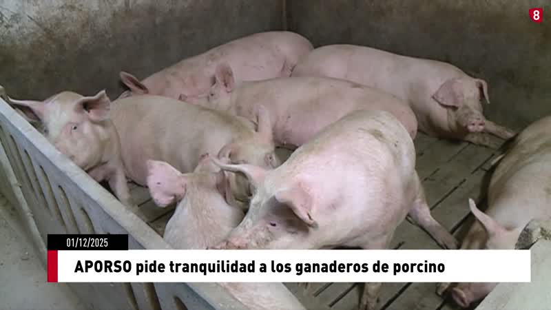 APORSO pide tranquilidad a los ganaderos de porcino