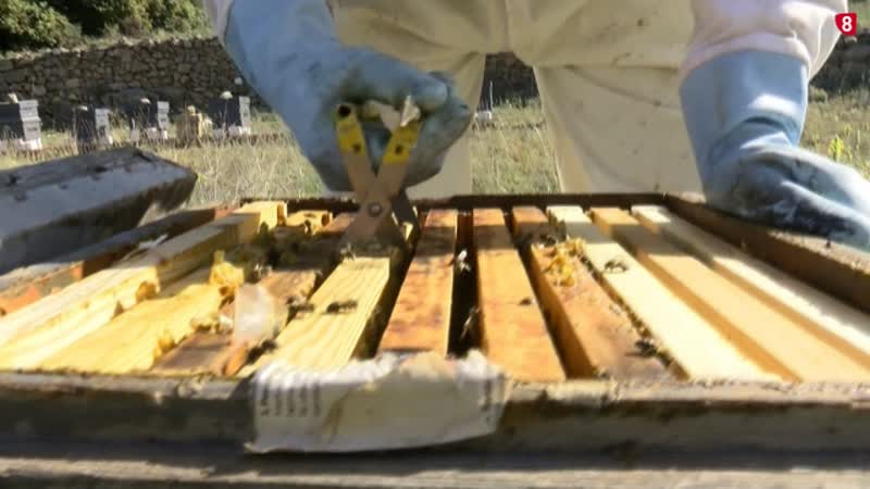 Las solicitudes de ayudas de apicultores se duplican