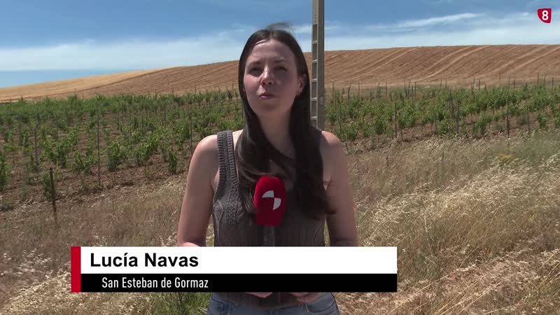 Optimismo entre los productores de vino de la Ribera del Duero