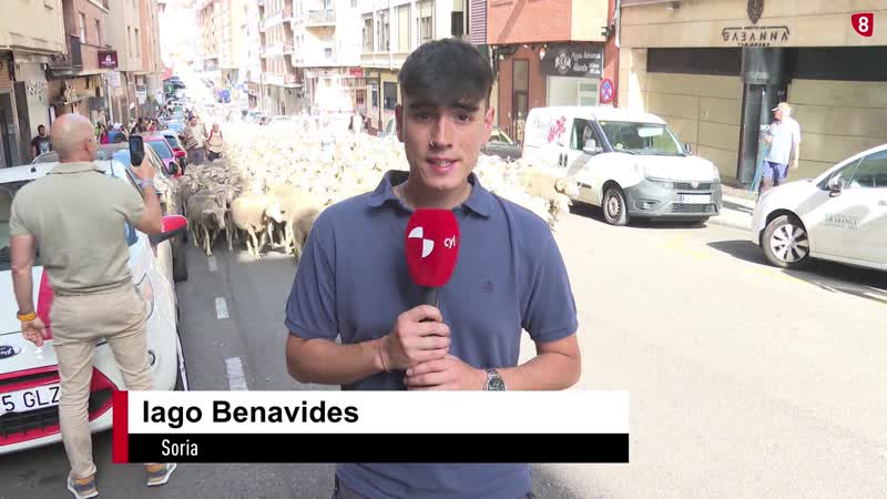Los últimos pastores trashumantes recorren Soria con su rebaño