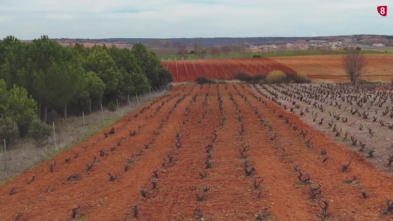 Munierro, el nuevo vino de Bodegas Antídoto