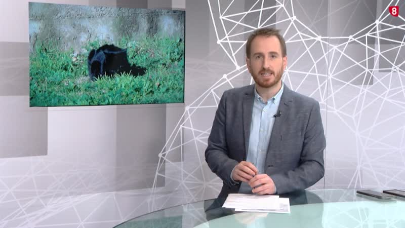 Las colonias felinas de Soria, bajo control con 600 gatos